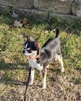 CH Sire AKC Liberty Small, a female Chihuahua for sale in Muskegon, MI – 6 of 7