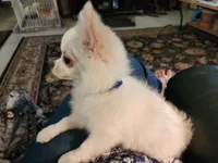 CH Sire CH Dam Milo, a male Chihuahua for sale in Muskegon, MI – 2 of 10