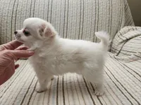 CH SIRE CH DAM LOKI, a male Chihuahua for sale in Muskegon, MI – 5 of 7
