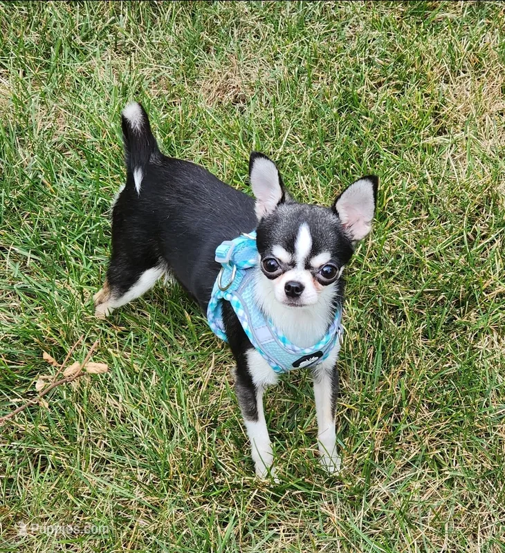 CH Sire AKC Liberty Small – Chihuahua puppy for sale in Muskegon, MI