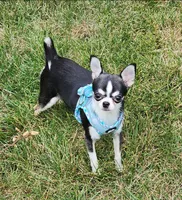CH Sire AKC Liberty Small, a female Chihuahua for sale in Muskegon, MI – 4 of 7