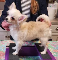 CH Sire Elvic, a male Chihuahua for sale in Muskegon, MI – 3 of 6