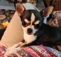 CH Sire AKC Liberty Small, a female Chihuahua for sale in Muskegon, MI – 10 of 10
