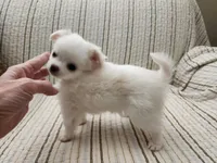 CH SIRE CH DAM LOKI, a male Chihuahua for sale in Muskegon, MI – 4 of 7