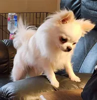 CH Sire Elvic, a male Chihuahua for sale in Muskegon, MI – 6 of 6