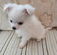 CH Sire CH Dam Milo, a male Chihuahua for sale in Muskegon, MI – 5 of 9