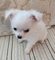 CH Sire CH Dam Milo, a male Chihuahua for sale in Muskegon, MI – 3 of 9