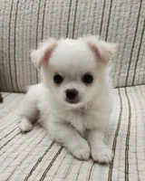 CH SIRE CH DAM LOKI, a male Chihuahua for sale in Muskegon, MI – 3 of 7