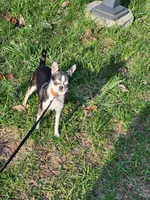 CH Sire AKC Liberty Small, a female Chihuahua for sale in Muskegon, MI – 7 of 7