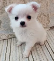 CH Sire CH Dam Milo, a male Chihuahua for sale in Muskegon, MI – 2 of 9