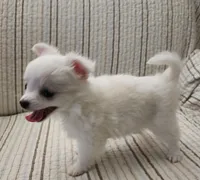 CH Sire CH Dam Milo, a male Chihuahua for sale in Muskegon, MI – 8 of 9