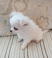 CH Sire CH Dam Milo, a male Chihuahua for sale in Muskegon, MI – 4 of 9