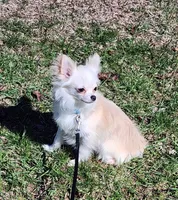 CH Sire Elvic, a male Chihuahua for sale in Muskegon, MI – 2 of 6