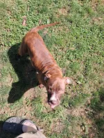 Heathen, a female American Pit Bull Terrier for sale in Streator, IL – 5 of 6
