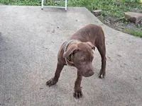 Alfalfa , a male American Pit Bull Terrier for sale in Streator, IL – 3 of 5