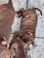 Heathen, a female American Pit Bull Terrier for sale in Streator, IL – 2 of 6