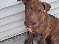 Sweety, a female American Pit Bull Terrier for sale in Streator, IL – 4 of 6