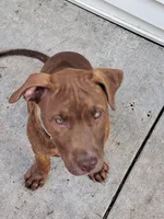 Sweety, a female American Pit Bull Terrier for sale in Streator, IL – 2 of 6