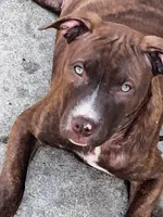 Heathen, a female American Pit Bull Terrier for sale in Streator, IL – 4 of 6