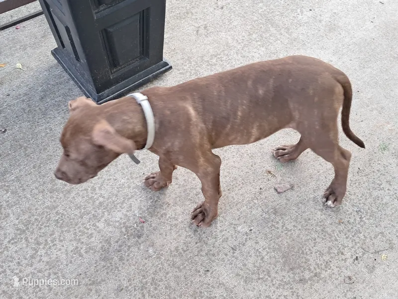 Alfalfa  – American Pit Bull Terrier puppy for sale in Streator, IL