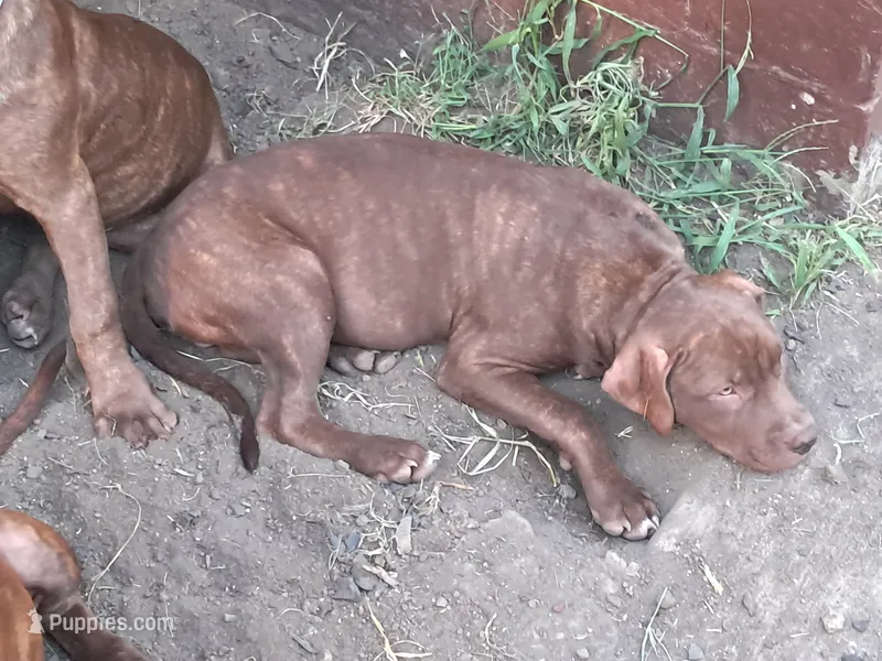 Spanky – American Pit Bull Terrier puppy for sale in Streator, IL