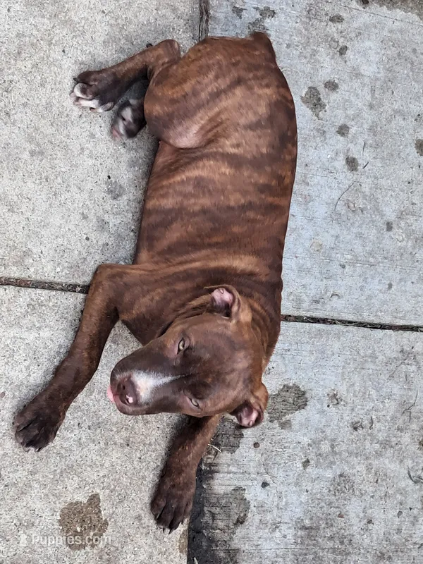 Heathen – American Pit Bull Terrier puppy for sale in Streator, IL