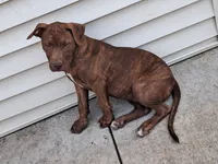 Sweety, a female American Pit Bull Terrier for sale in Streator, IL – 3 of 6