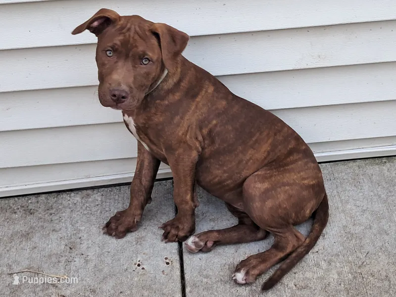 Sweety – American Pit Bull Terrier puppy for sale in Streator, IL
