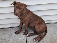 Sweety, a female American Pit Bull Terrier for sale in Streator, IL – 1 of 6