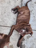 Heathen, a female American Pit Bull Terrier for sale in Streator, IL – 3 of 6