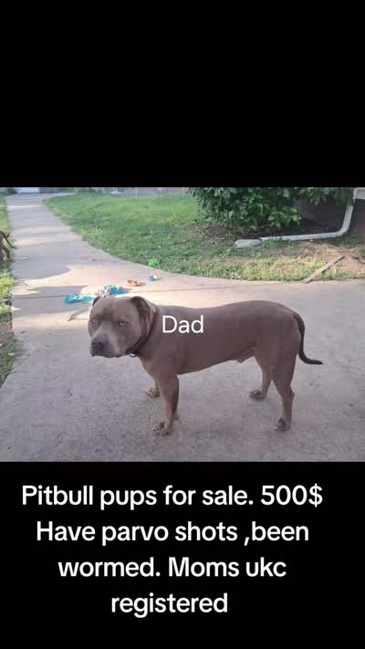 Heathen, a female American Pit Bull Terrier for sale in Streator, IL – 6 of 6