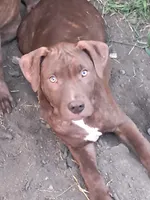 Spanky, a male American Pit Bull Terrier for sale in Streator, IL – 2 of 6
