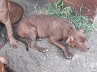 Spanky, a male American Pit Bull Terrier for sale in Streator, IL – 4 of 6