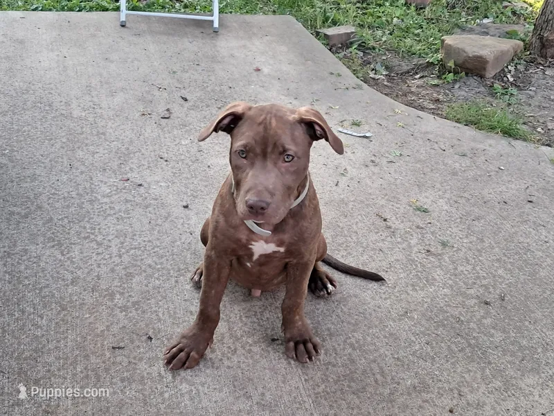 Alfalfa  – American Pit Bull Terrier puppy for sale in Streator, IL
