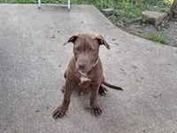 Alfalfa , a male American Pit Bull Terrier for sale in Streator, IL – 2 of 5