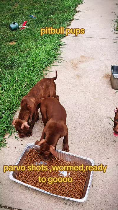 Alfalfa , a male American Pit Bull Terrier for sale in Streator, IL – 4 of 5