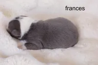 Frances – Champagne & White Sweetheart, a female Boston Terrier for sale in Azle, TX – 3 of 4