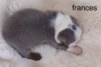 Frances – Champagne & White Sweetheart, a female Boston Terrier for sale in Azle, TX – 2 of 4
