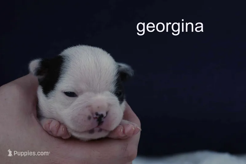 Georgina — Female, black-and-white splash – Boston Terrier puppy for sale in Azle, TX