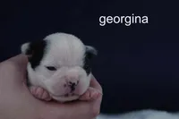 Georgina — Female, black-and-white splash, a female Boston Terrier for sale in Azle, TX – 1 of 2