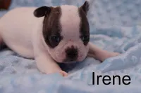 Irene, a female Frenchton for sale in Azle, TX – Photo 1 of 2