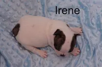 Irene, a female Frenchton for sale in Azle, TX – Photo 2 of 2