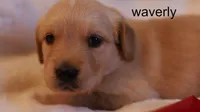 Waverly - AKC, Microchipped, DNA Tested, a female Golden Retriever for sale in Azle, TX – 4 of 7