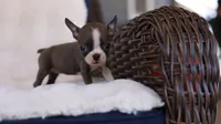Sapphire - ACA, DNA Tested, a female Boston Terrier for sale in Azle, TX – 4 of 5
