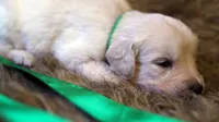 Theo - AKC English Cream, DNA Tested Parents, a male English Cream Golden Retriever for sale in Azle, TX – 3 of 4