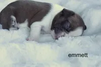 Emmett – Red & White Heartthrob, a male Boston Terrier for sale in Azle, TX – 1 of 4
