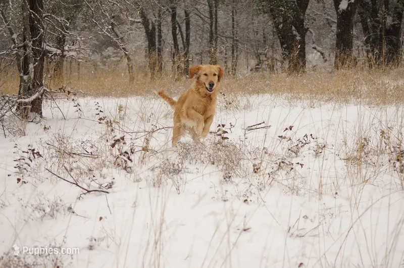 MacQueen x Liberty – Golden Retriever puppy for sale in Azle, TX