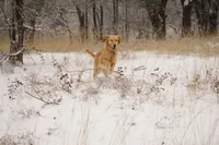 MacQueen x Liberty, a  Golden Retriever for sale in Azle, TX – 1 of 3