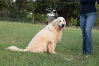 MacQueen x Shania, a  English Cream Golden Retriever for sale in Azle, TX – 6 of 8