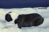 Everest – Handsome Brindle Boy, a male Boston Terrier for sale in Azle, TX – 4 of 4
